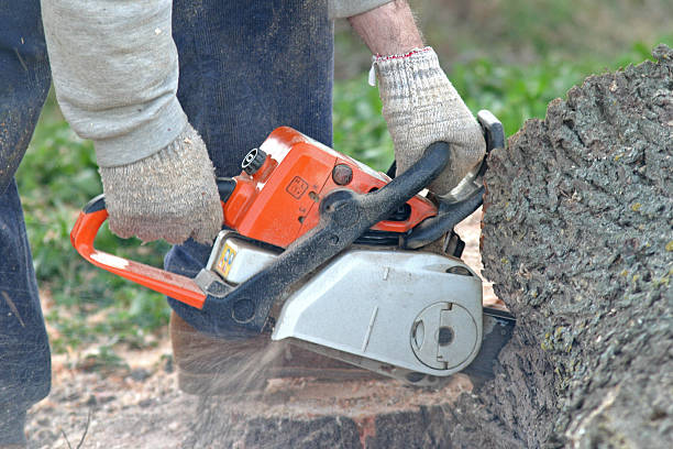 Lawn Renovation and Restoration in Folsom, PA